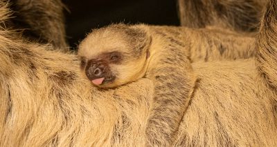 Baby sloth born at London Zoo